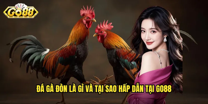 Đá gà đòn là gì và tại sao hấp dẫn tại Go88