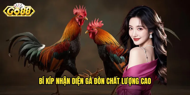 Bí kíp nhận diện gà đòn chất lượng cao