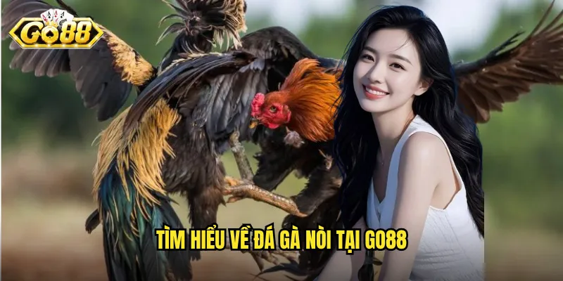 Tìm hiểu về đá gà nòi tại Go88