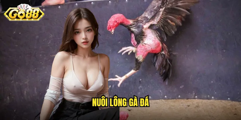 nuôi lông gà đá