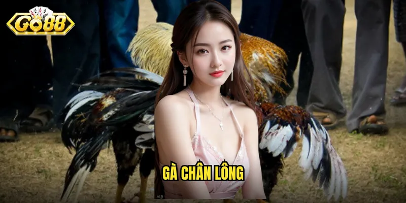 gà chân lông