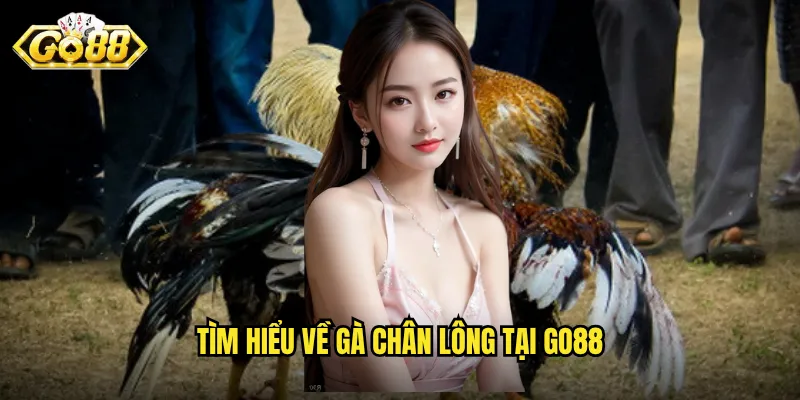 Tìm hiểu về gà chân lông tại Go88